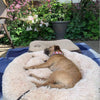 Ontspannend Hondenbed